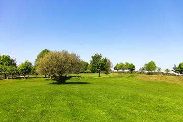 Fototapeta na wymiar Green field, tree and blue sky