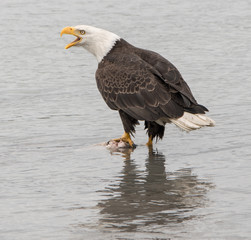 Eagle