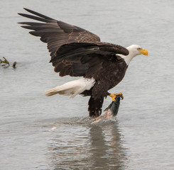 Eagle