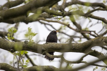 Blackbird (Turdus merula)