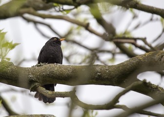 Blackbird (Turdus merula)