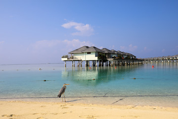 Tropical beach landscape and grey heron