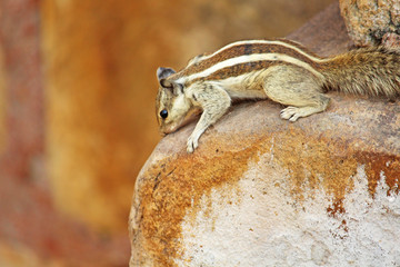 an Indian palm squirrel sitting on a rock