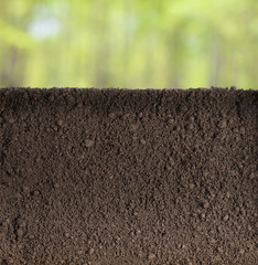 Soil or dirt underground section in garden or forest