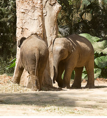 Obraz premium photo of a pair of juvenile Asian elephants playing around a tree in the Indian sunshine
