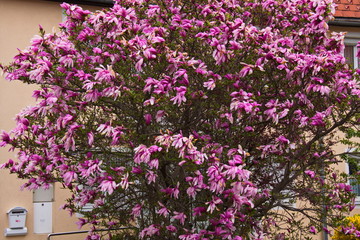 Magnolia vor einem Wohnhaus