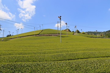 Fototapeta na wymiar Tea Plantation of Kyoto Japan