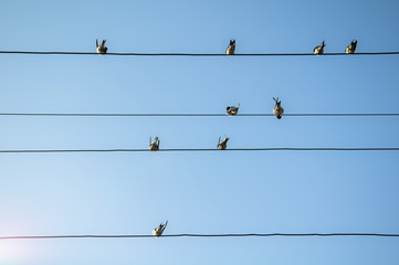tellerde kuş siluetleri.