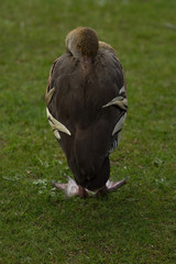 photo of a resting Whistling (wandering) duck