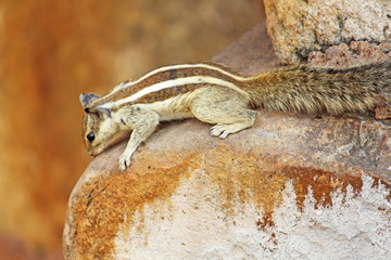 close up of an Indian palm squirrel