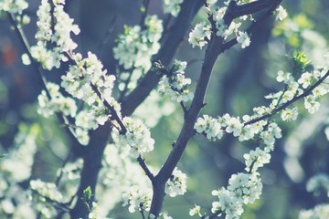 primavera