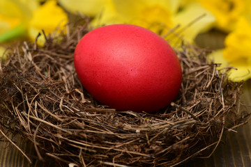traditional easter colorful painted egg in nest, spring yellow narcissus