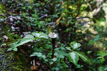 奥山にひっそりと咲く雪餅草