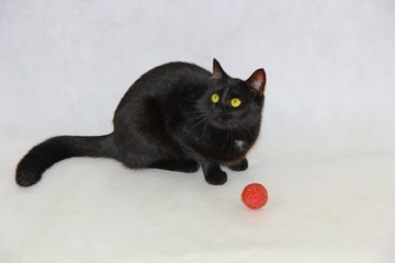 Black cat with red ball