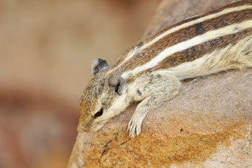 close up of a squirrel
