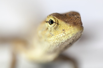 Close up of thai chameleon