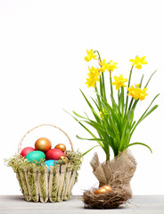 spring yellow narcissus, colorful easter eggs isolated on white