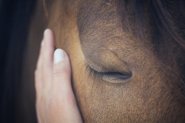 A female hand stroking a brown horse head - Close up portrait of a horse - Eyes shut - Tenderness...