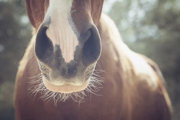 Horse snout detail in a farm