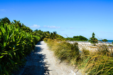 Little Path with Palms and Plants on a Caribbean Island, Caye Caulker, Belize