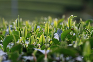 Tea Plantation of Kyoto Japan　：　wazuka