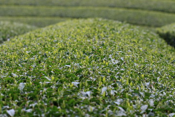 Tea Plantation of Kyoto Japan
