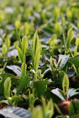 Fototapeta premium Tea Plantation of Kyoto Japan