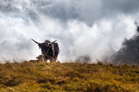 Highland Kuh und ihr Kalb am Peitlerkofel, Südtirol