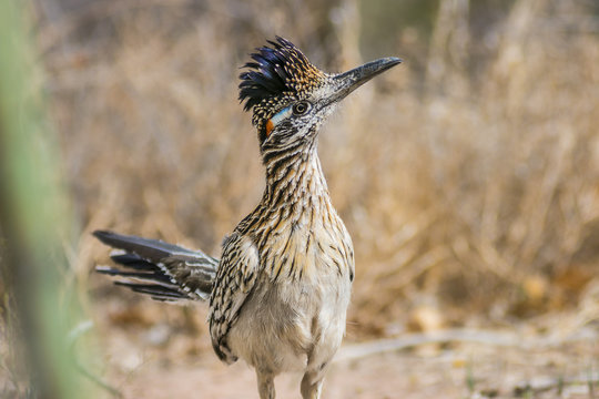 Road Runner Animal Images – Browse 1,061 Stock Photos, Vectors, and Video |  Adobe Stock
