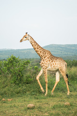 Giraffe im Hluhluwe Wildreservat