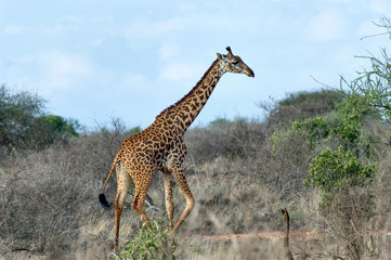 Giraffa