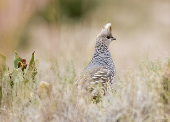 scaled quail in the desert foothills