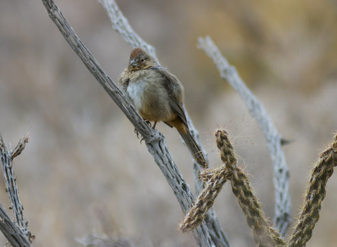 Canyon Towhee On A Cactus