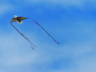 kite