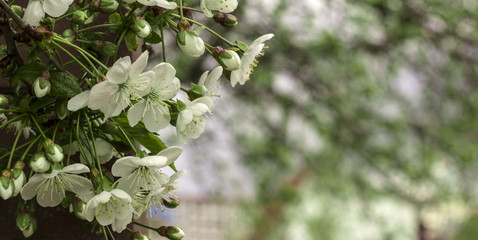 Blossom cherry branch, beautiful spring flowers for vintage background