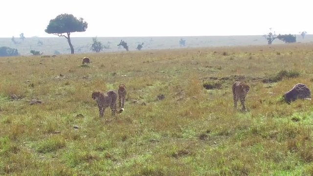 cheetahs and hyena in savanna at africa