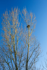 Nest on the top of a tree in early spring, blue sky