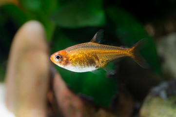Hyphessobrycon amandae (ember tetra) fish in a freshwater aquarium