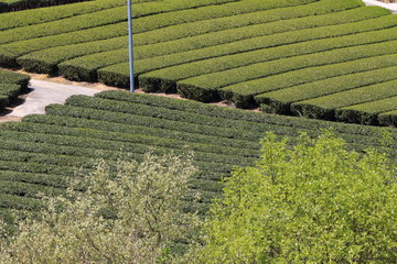 Tea Plantation of Kyoto Japan