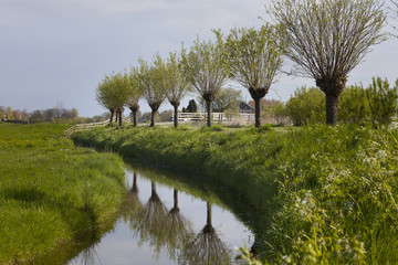 Pollarded willow trees in Holland - obrazy, fototapety, plakaty