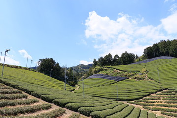 Tea Plantation of Kyoto Japan