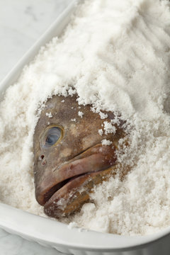 Dusky grouper fish in sea salt