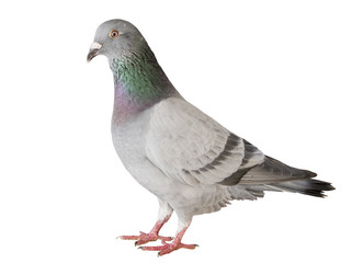 portrait full body of speed racing pigeon bird isolated white background
