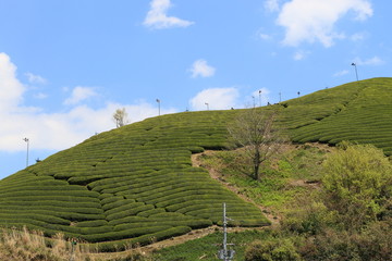Tea Plantation of Kyoto Japan