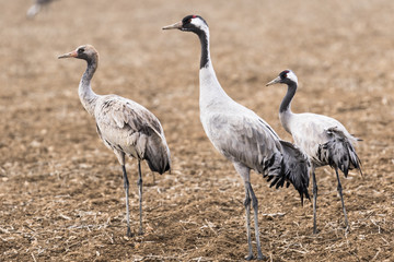 Familia de grullas paradas en la tierra.