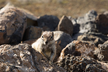 Atlashörnchen auf Fuerteventura