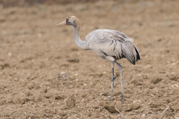 Joven grulla en la tierra