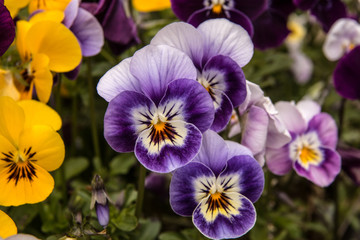 Purple Violas
