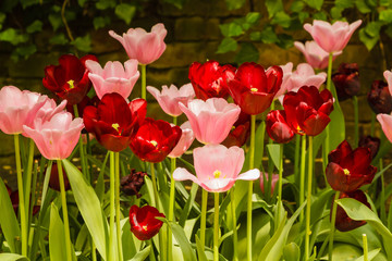 the blossoming of tulips in a park /an expanse of coloured tulips illuminated by the sun