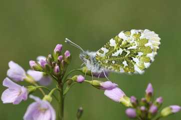 Anthocharis cardamines